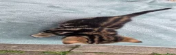 Bengal cats for sale: Beautiful Purebred Bengal Kittens - Advert 7