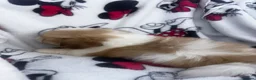 Shih Tzu dogs for sale: Imperial Shih Tzu puppies - Advert 9