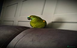 Parrots birds for sale: Beautiful Blue fronted Amazon parrot with cage - Image 2