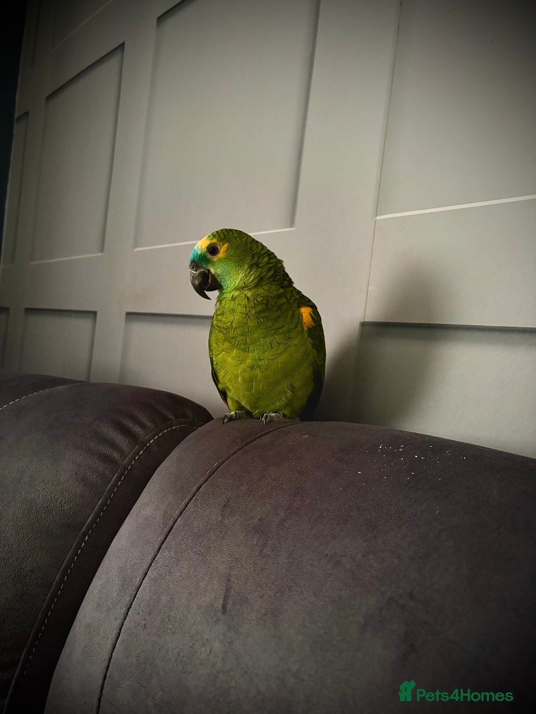 Parrots birds for sale: Beautiful Blue fronted Amazon parrot with cage - Image 2