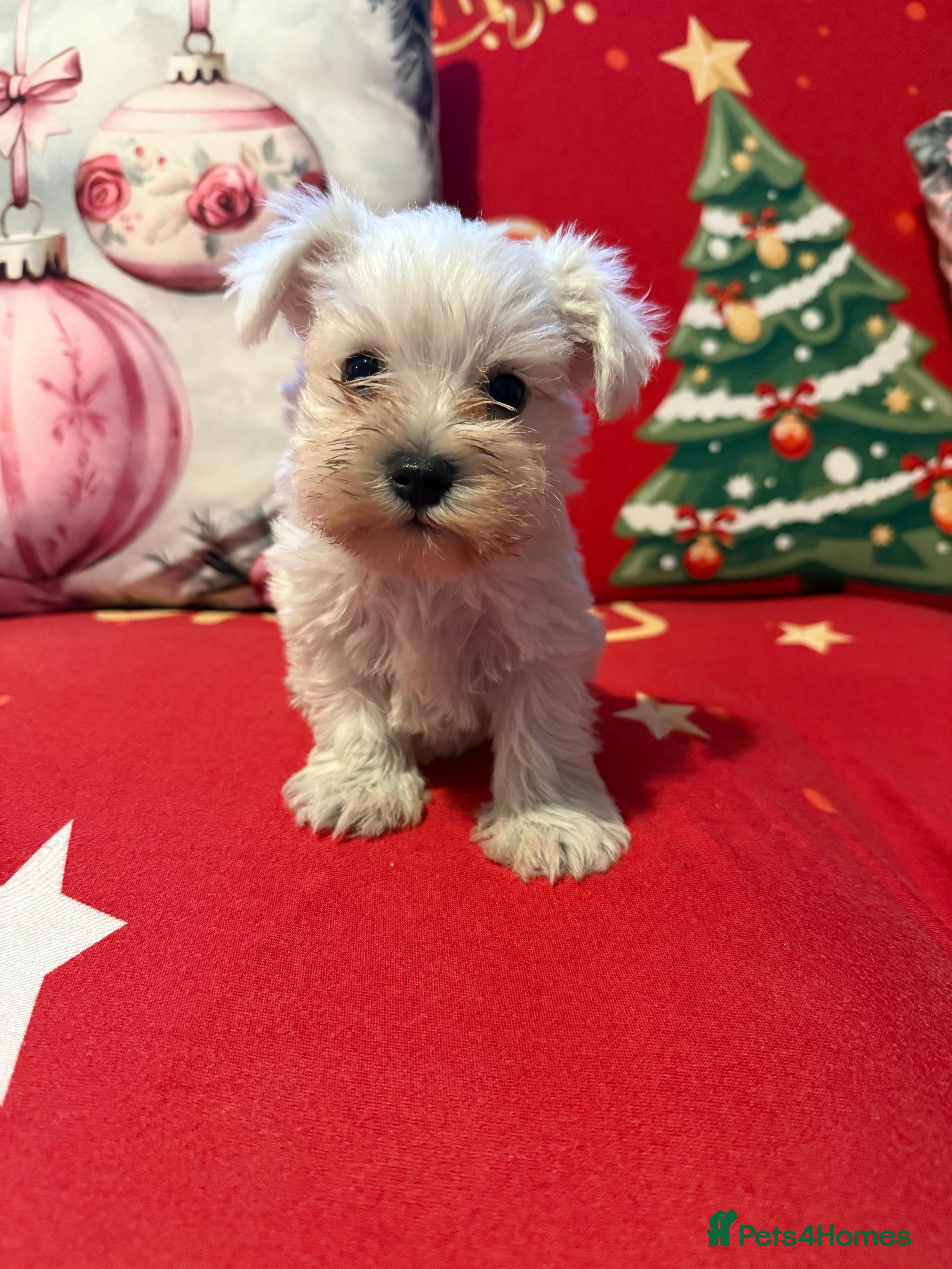 Miniature Schnauzer dogs Miniature schnauzer girl puppy available - Advert 6