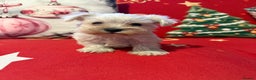 Miniature Schnauzer dogs for sale: Miniature schnauzer girl puppy available - Advert 1