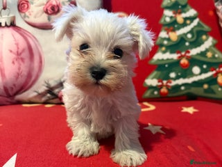 Miniature Schnauzer dogs Miniature schnauzer girl pups available - Advert 6
