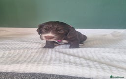 Cocker Spaniel dogs for sale: Beautiful cocker spaniel puppies - Image 16
