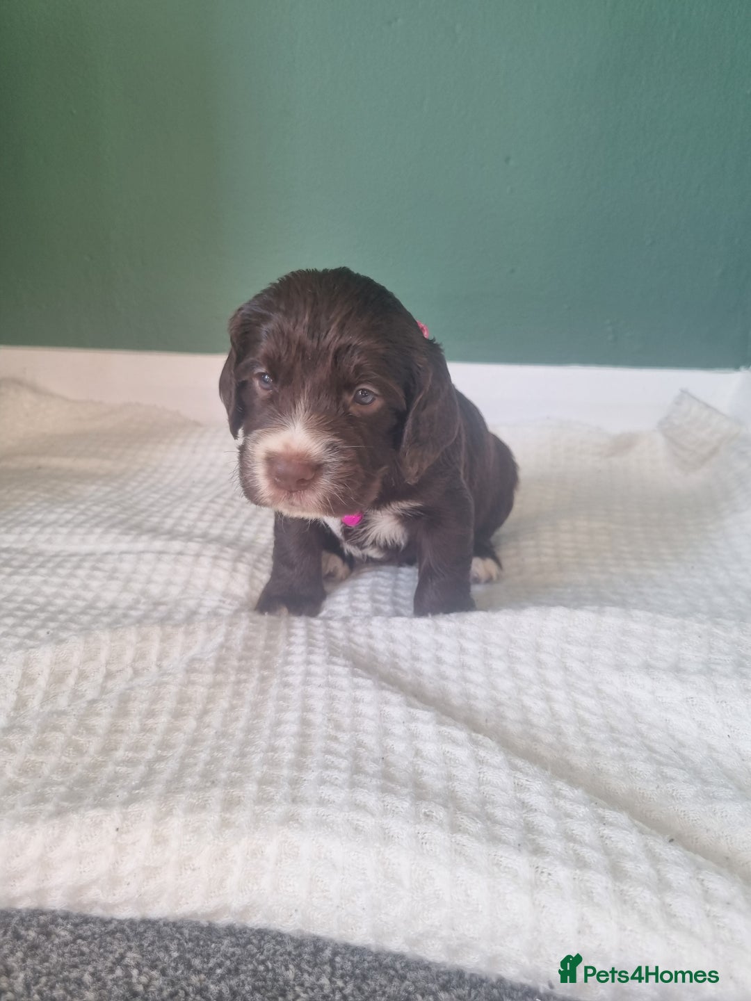 Cocker Spaniel dogs for sale: Beautiful cocker spaniel puppies - Image 16