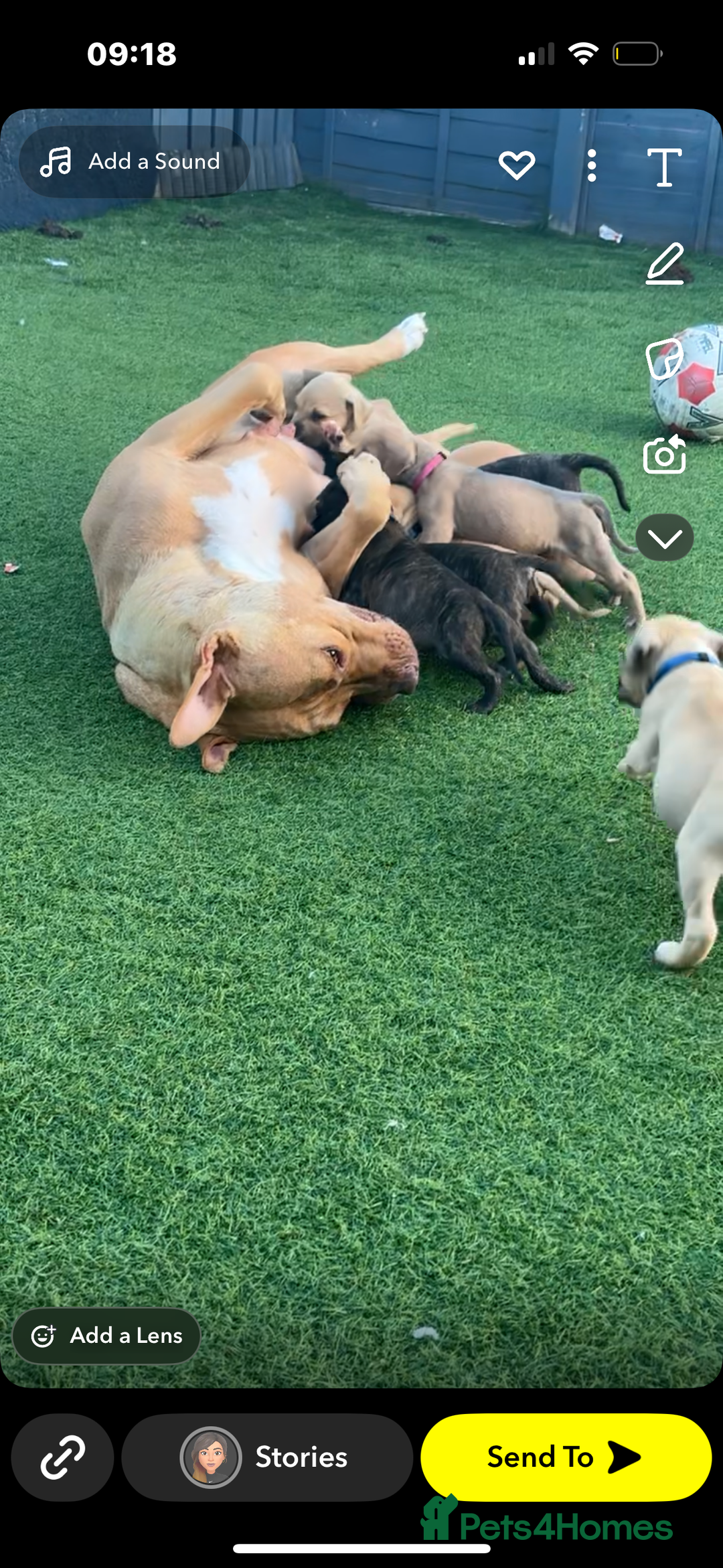 American Bully dogs for sale: 10 week old American bully’s  - Image 8