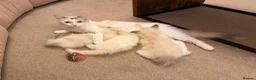 Ragdoll cats for sale: Adorable Blue-Eyed Ragdoll Kittens - Advert 5