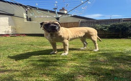 Mastiff dogs for sale: Bruno 6 year old English mastiff  - Image 3