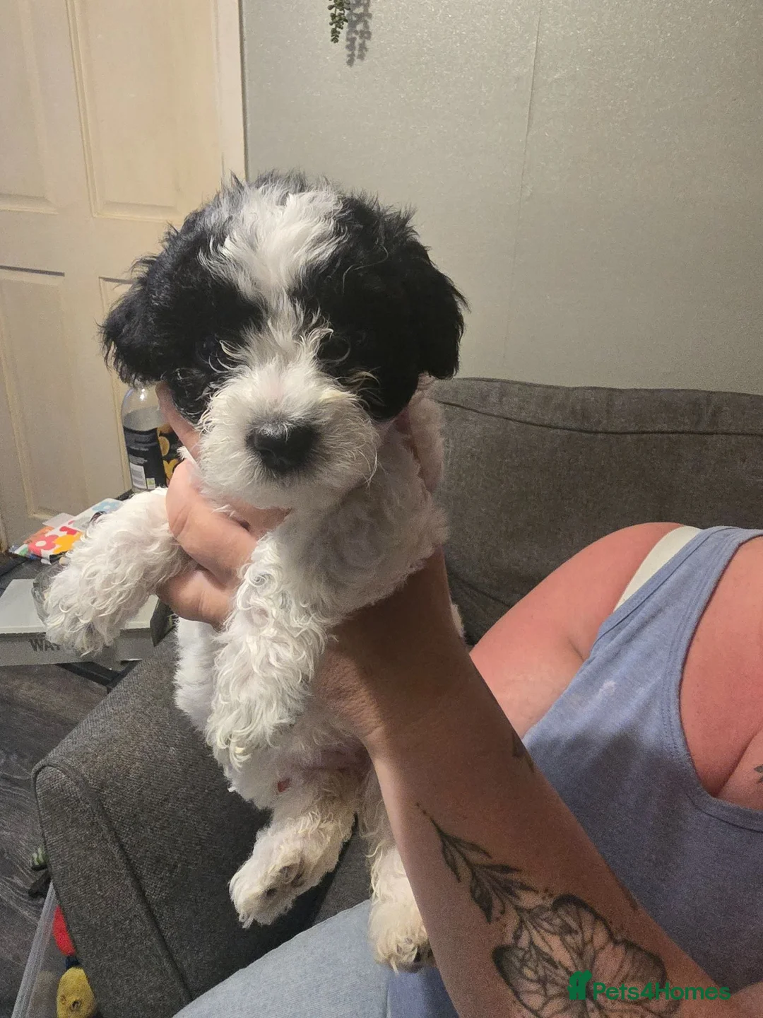 Zuchon dogs for sale: Beautiful babies for sale  in Droitwich - Advert 2
