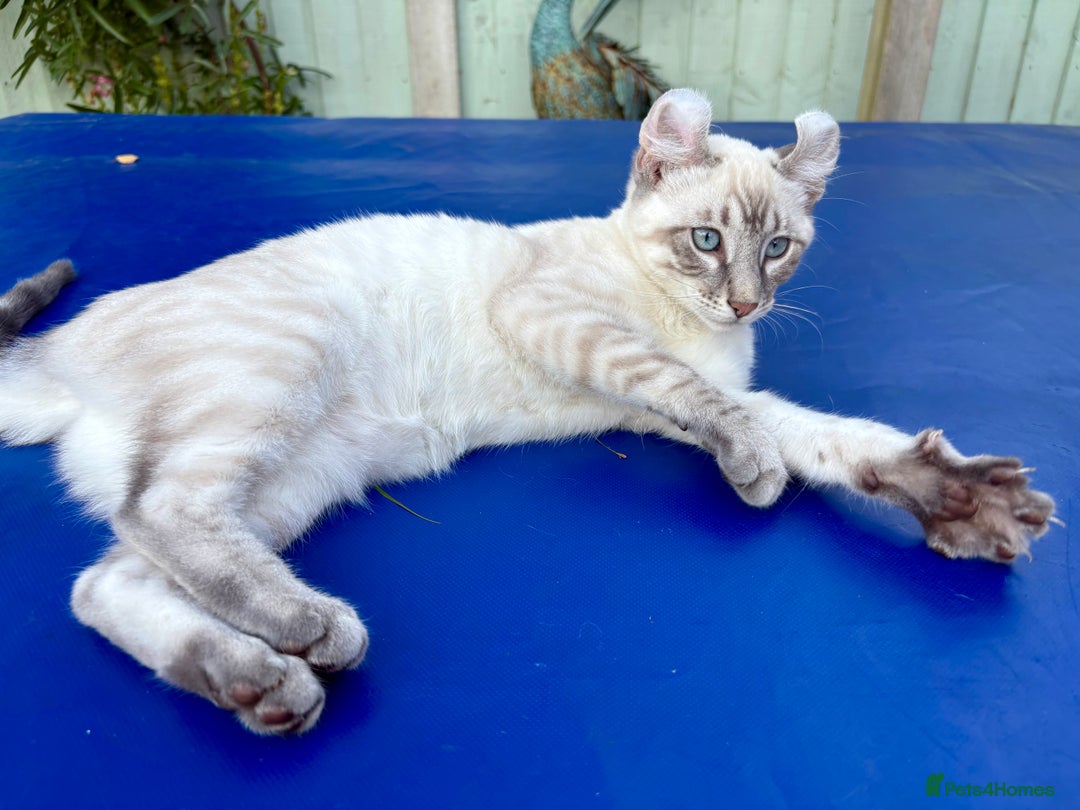 Bengal cats for sale: Stunning rare female  - Image 20