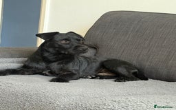 Patterdale Terrier dogs for stud: 🐾 Loving Patterdale Terrier Seeking New Home 🏡 - Image 2