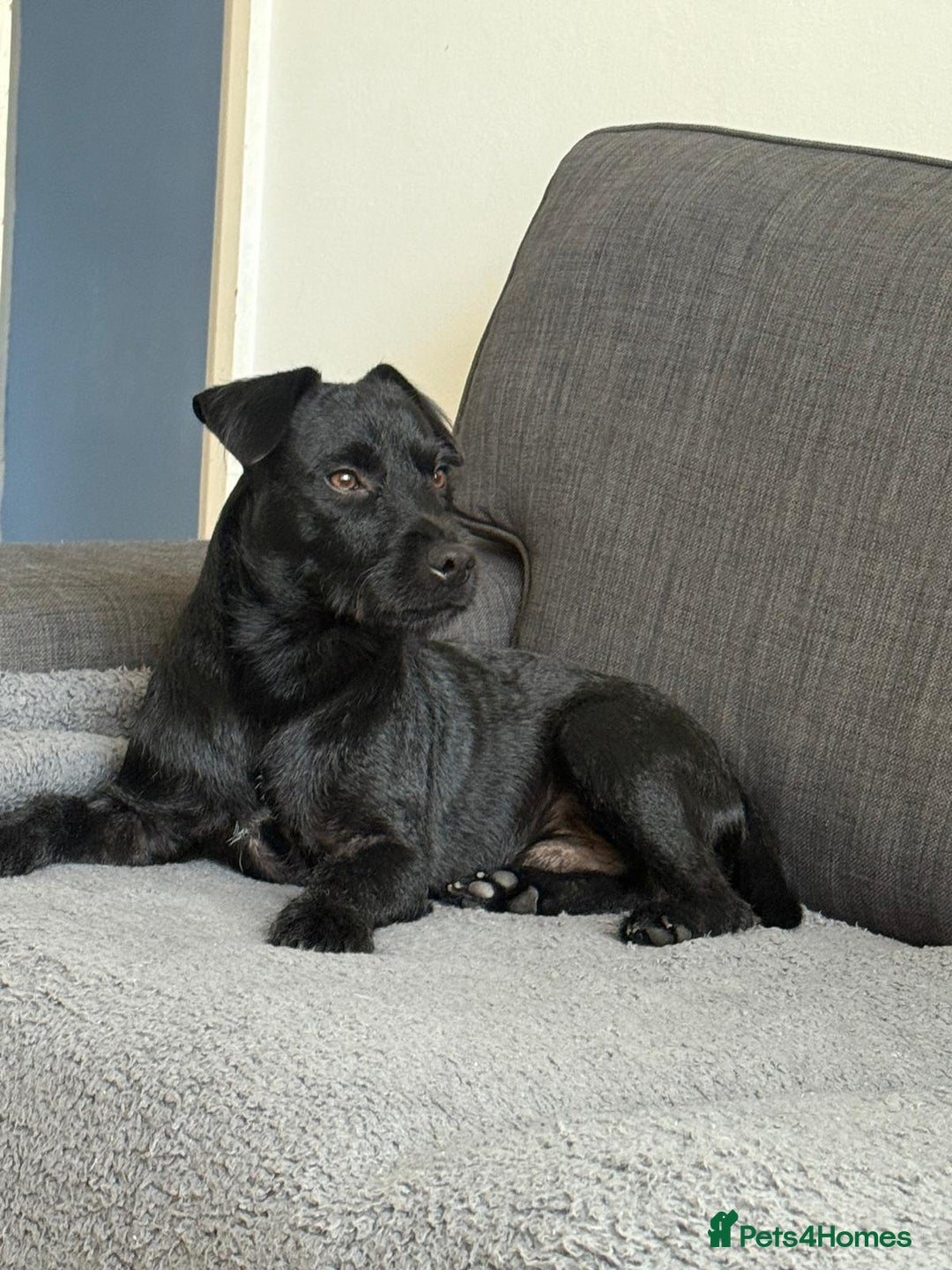 Patterdale Terrier dogs for stud: 🐾 Loving Patterdale Terrier Seeking New Home 🏡 - Image 2