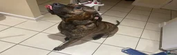 Presa Canario dogs for sale: 2 year old - Rex in Brandon - Advert 1
