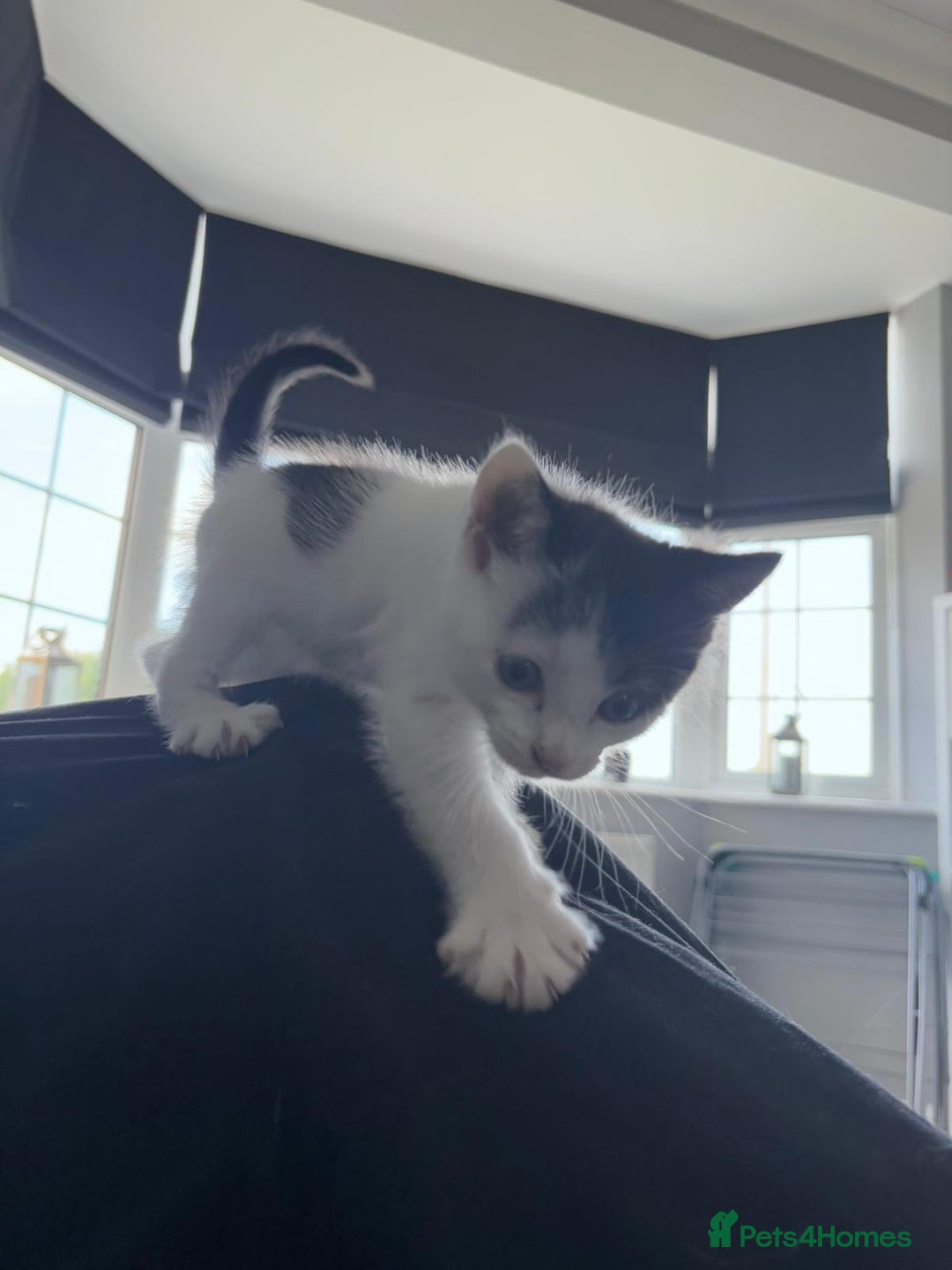 Mixed Breed cats for sale: Beautiful kitten  - Image 2