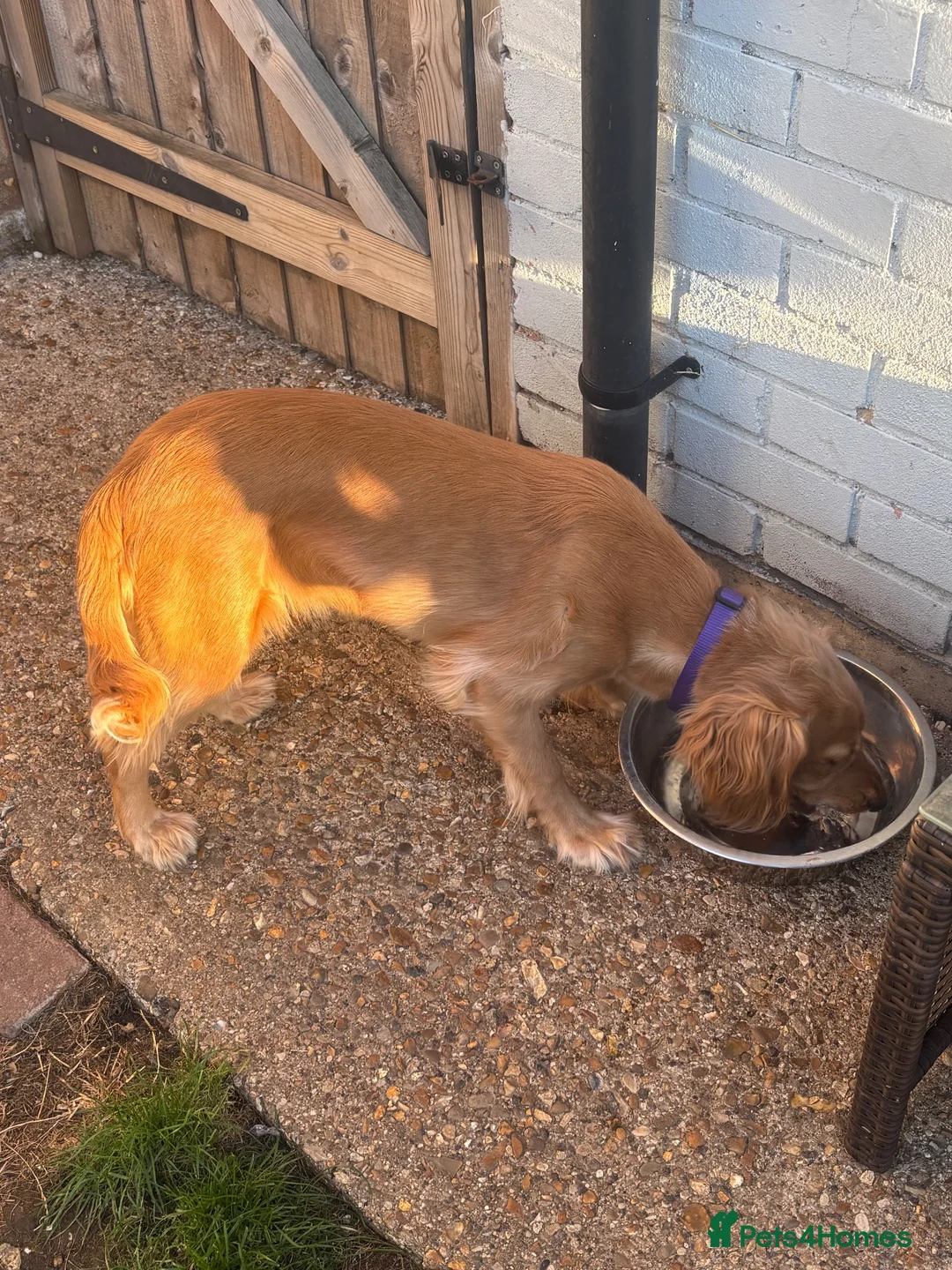 Cocker Spaniel dogs for sale: Golden cocker spaniel  in Cambridge - Advert 3