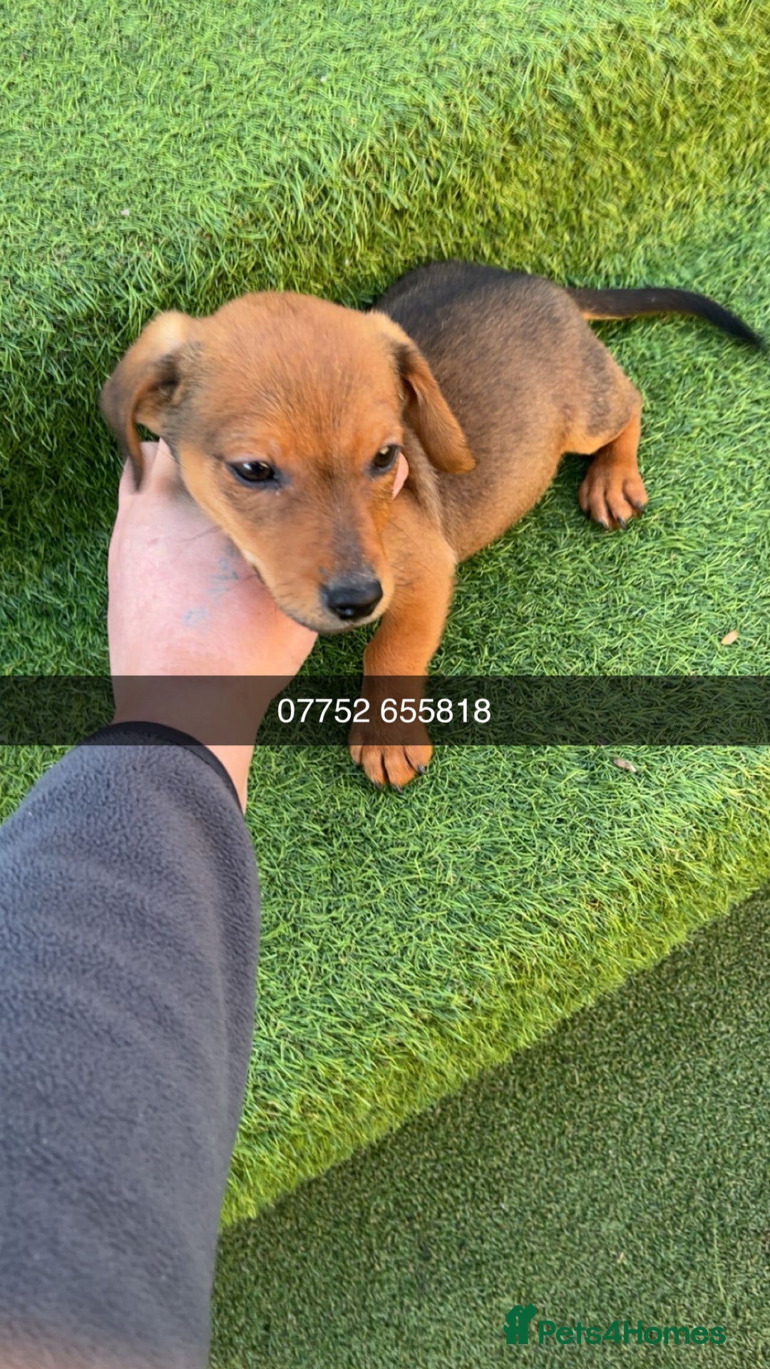 Mixed Breed dogs for sale: Dachshund x Jack Russell  - Advert 2