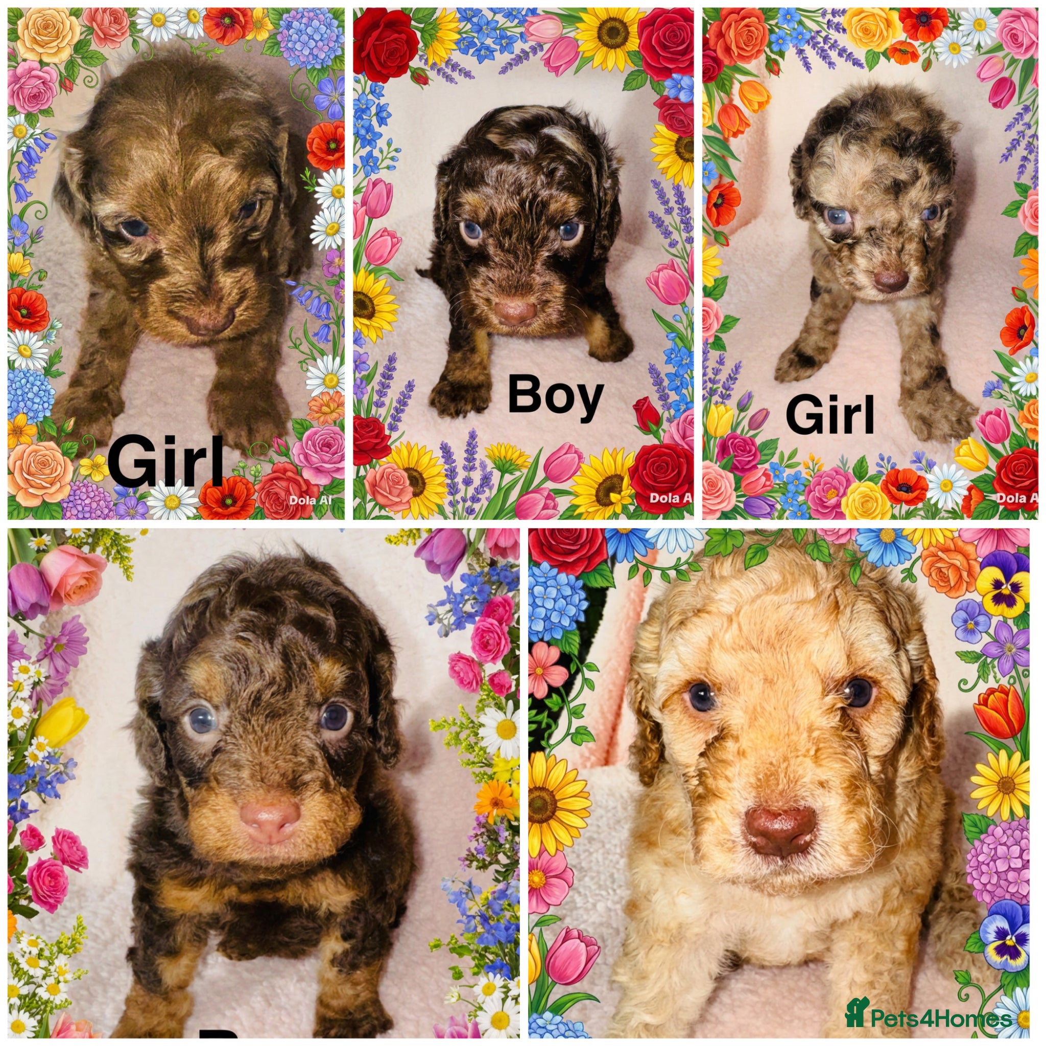 Cockapoo dogs DNA TESTED, Beautiful Cockapoos, Ready 6th May  - Advert 11