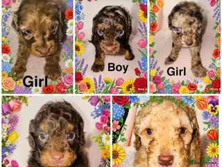 Cockapoo dogs DNA TESTED, Beautiful Cockapoos, Ready 6th May - Advert 11
