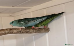 Parakeets birds for sale: Pair of Lineolated Parakeets  - Image 4