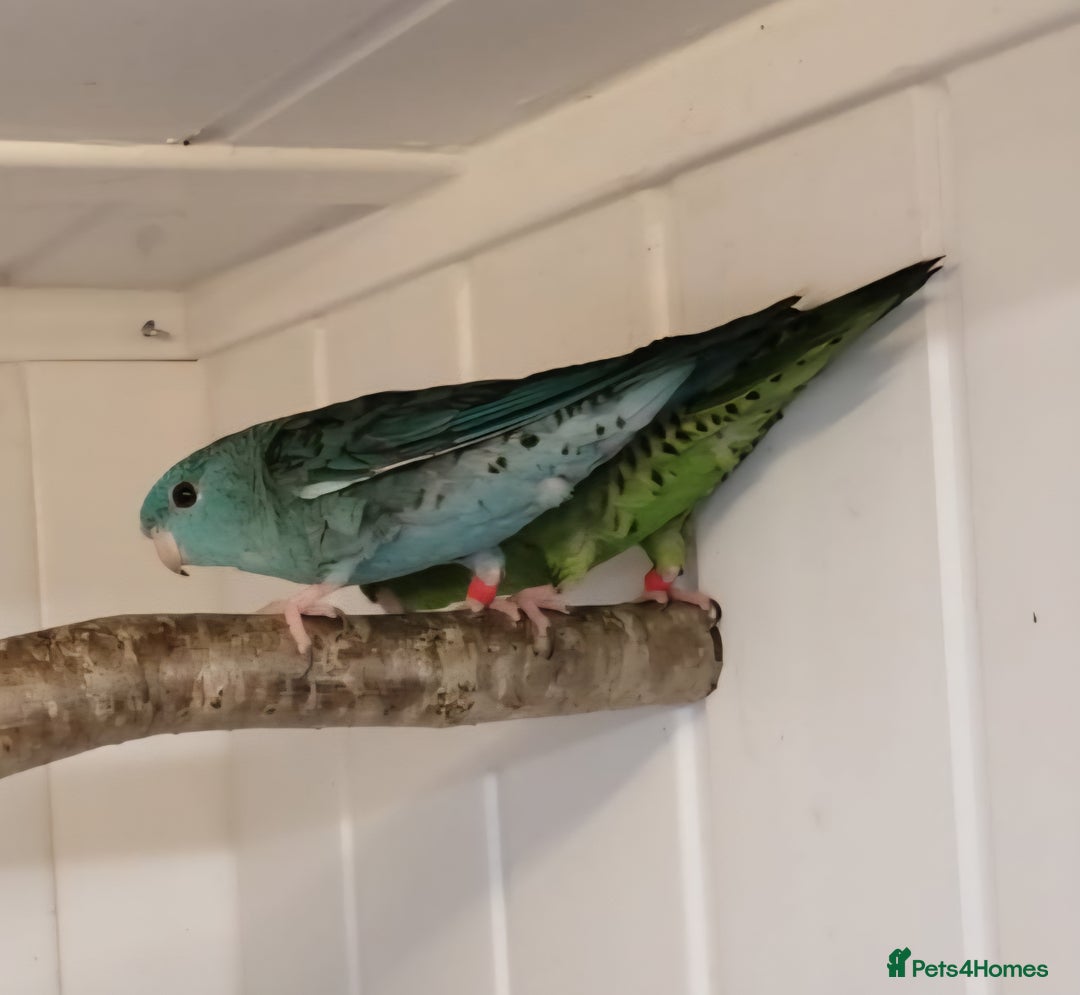Parakeets birds for sale: Pair of Lineolated Parakeets  - Image 4