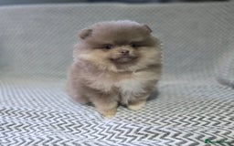 Pomeranian dogs for sale: KC outstanding puppies lilac tan lavender chocolat - Image 5
