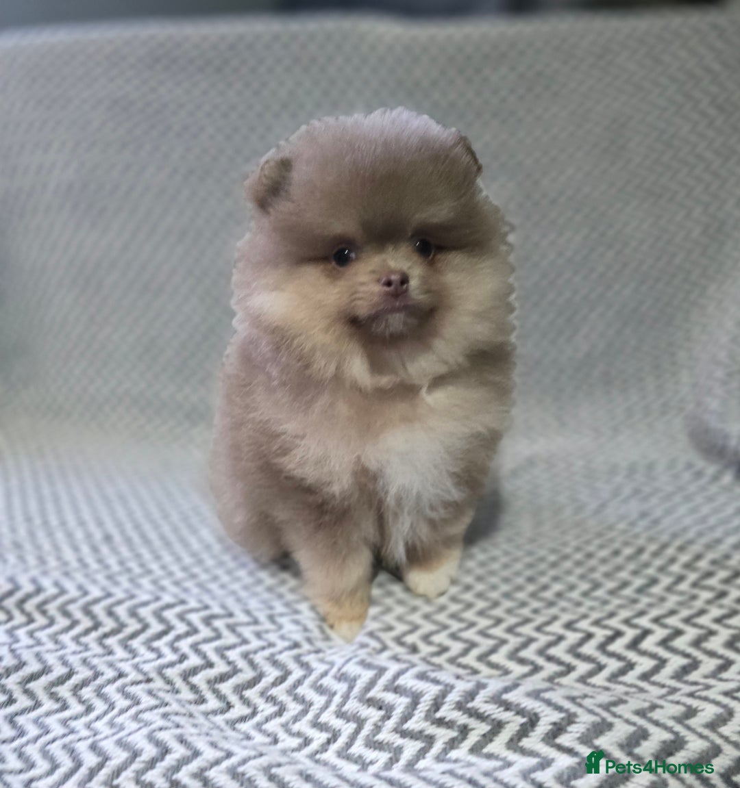 Pomeranian dogs for sale: KC outstanding puppies lilac tan lavender chocolat - Image 5