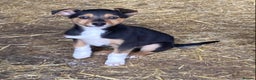 Mixed Breed dogs for sale: Huntaway Cross Breed Puppies - Advert 1
