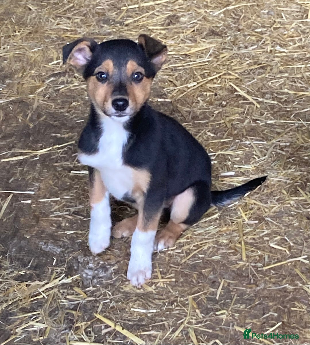Mixed Breed dogs for sale: Huntaway Cross Breed Puppies - Advert 1