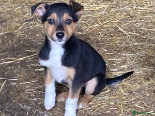 Mixed Breed dogs - Advert 10