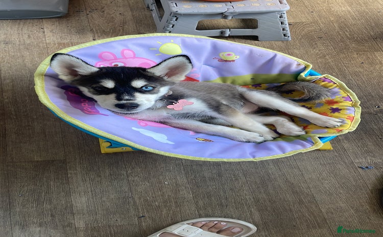 Siberian Husky dogs in Gloucester - Advert 1