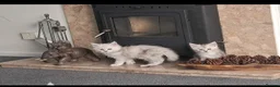 Maine Coon cats for sale: Maine Coon Kittens in Gainsborough - Advert 3