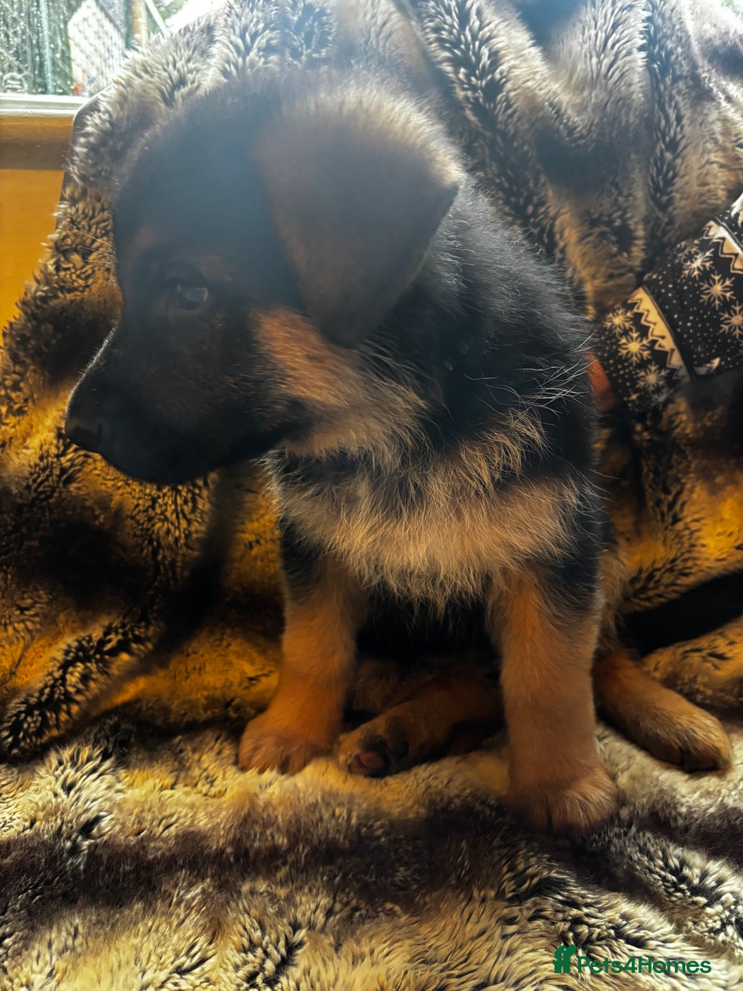 German Shepherd dogs for sale: 5 beautiful German Shepard puppies for sale  - Advert 2