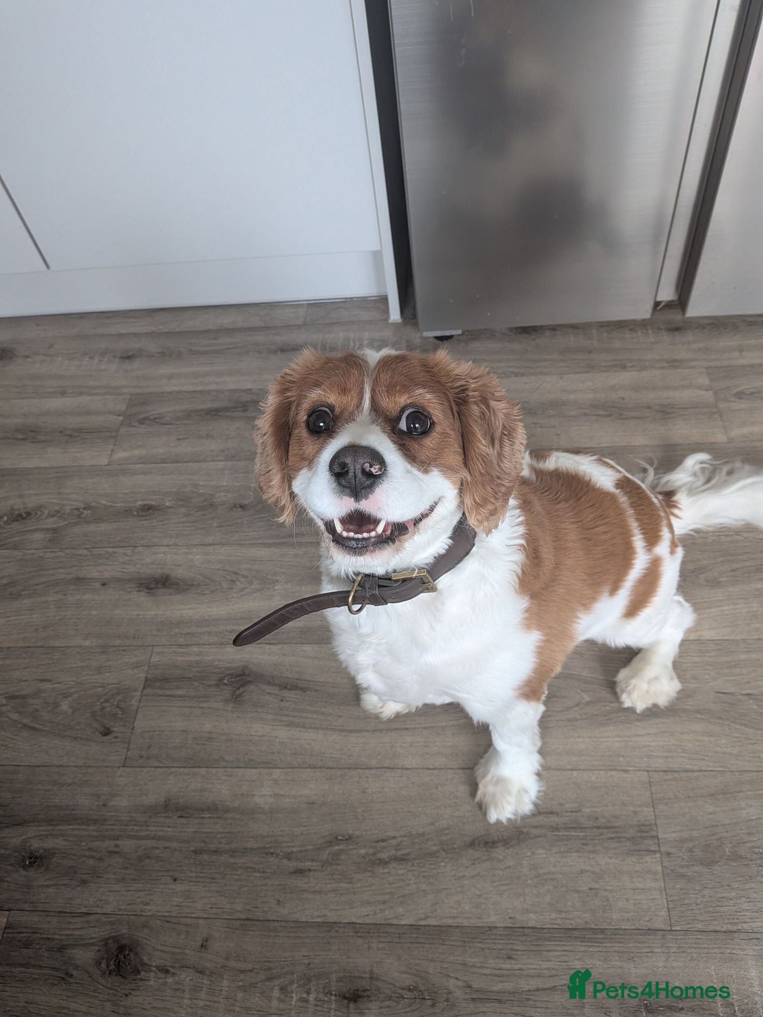 Mixed Breed dogs Cavalier king Charles  - Advert 1