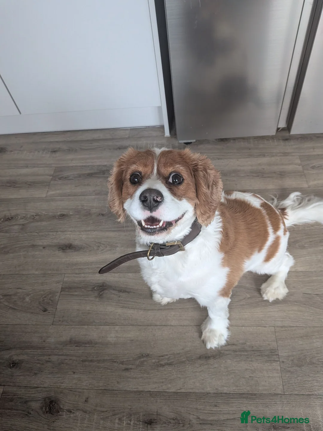 Mixed Breed dogs for sale: Cavalier king Charles  in Plymouth - Advert 1