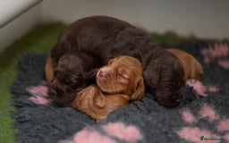 Cocker Spaniel dogs for sale: Adorable Cocker Spaniel puppies - Image 5