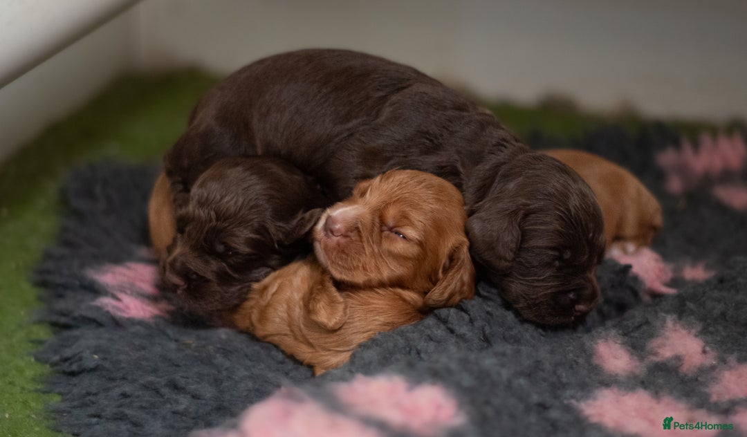 Cocker Spaniel dogs for sale: Adorable Cocker Spaniel puppies - Image 5