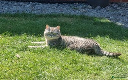 British Shorthair cats for sale: SILVER & GOLDEN SPOTTED BRITISH SHORTHAIR KITTENS  - Image 18