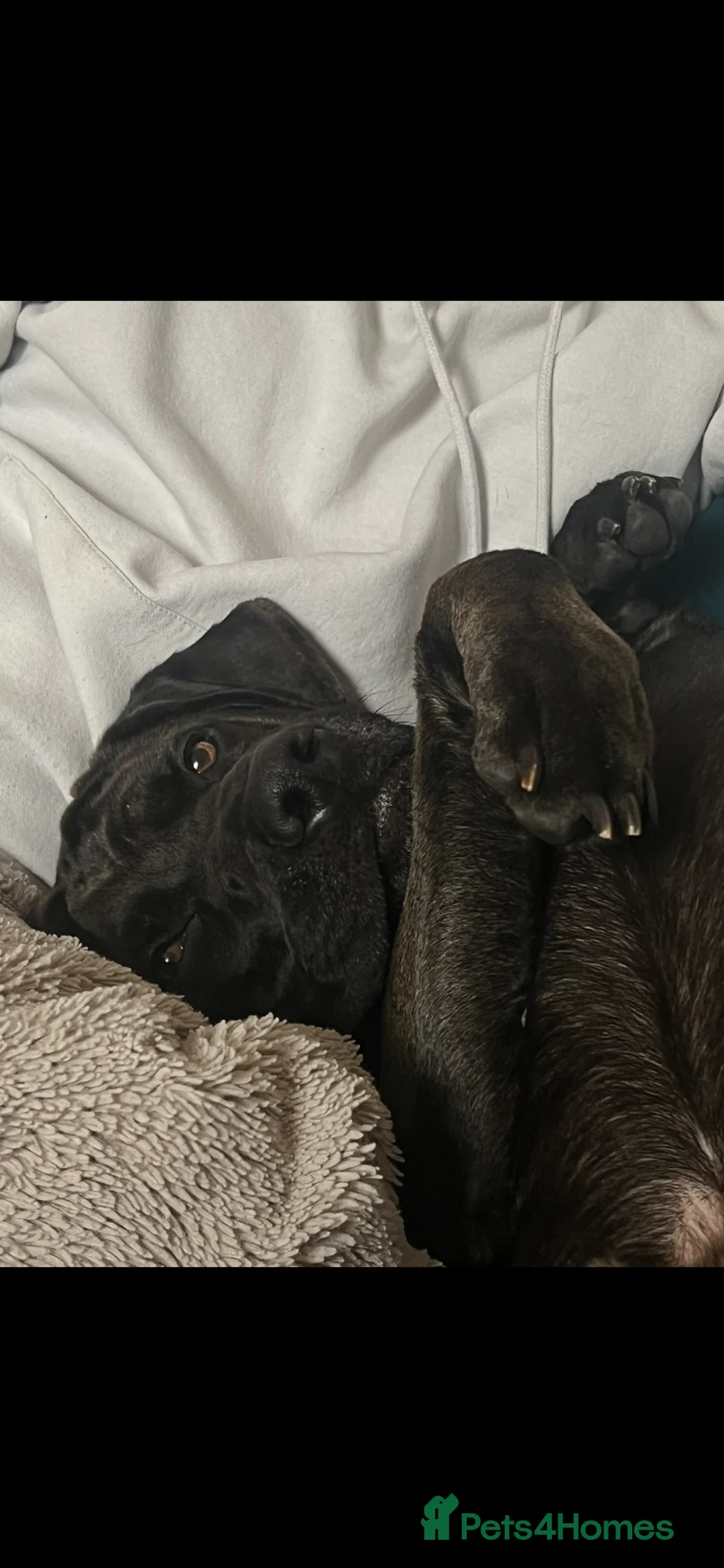 Mixed Breed dogs for sale: Frankie  - Advert 2