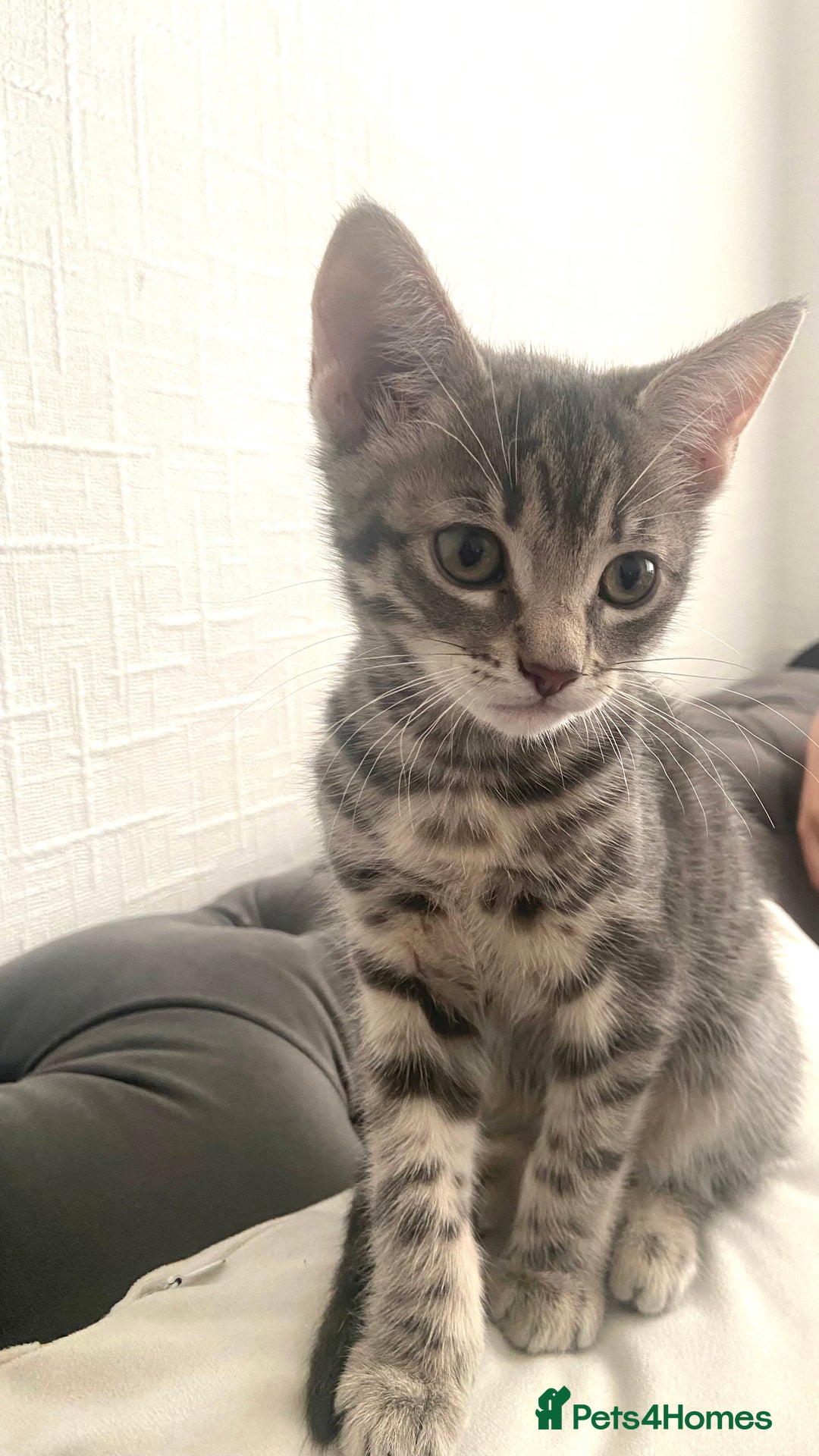 Mixed Breed cats for sale: Bengal cross Russian blue  - Image 1