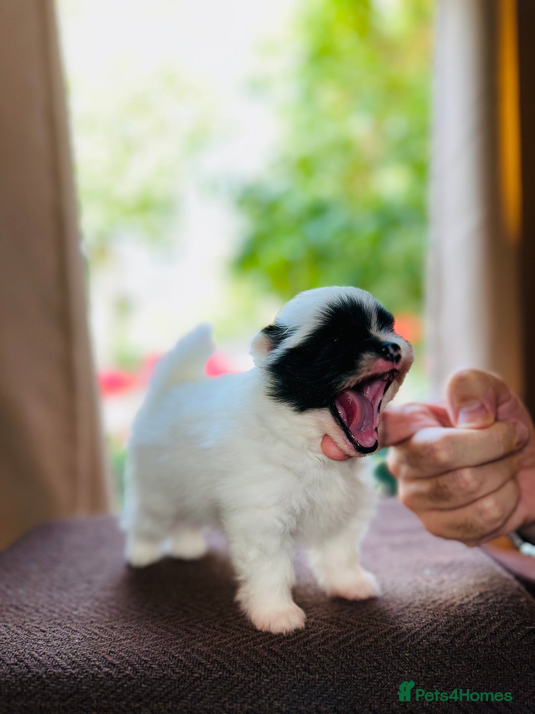 Pomeranian dogs for sale: Cute Pomeranian Puppies Looking for loving home - Image 16