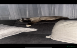 Ragcoon cats for sale: Ragcoon kittens Ready Now!  - Image 8