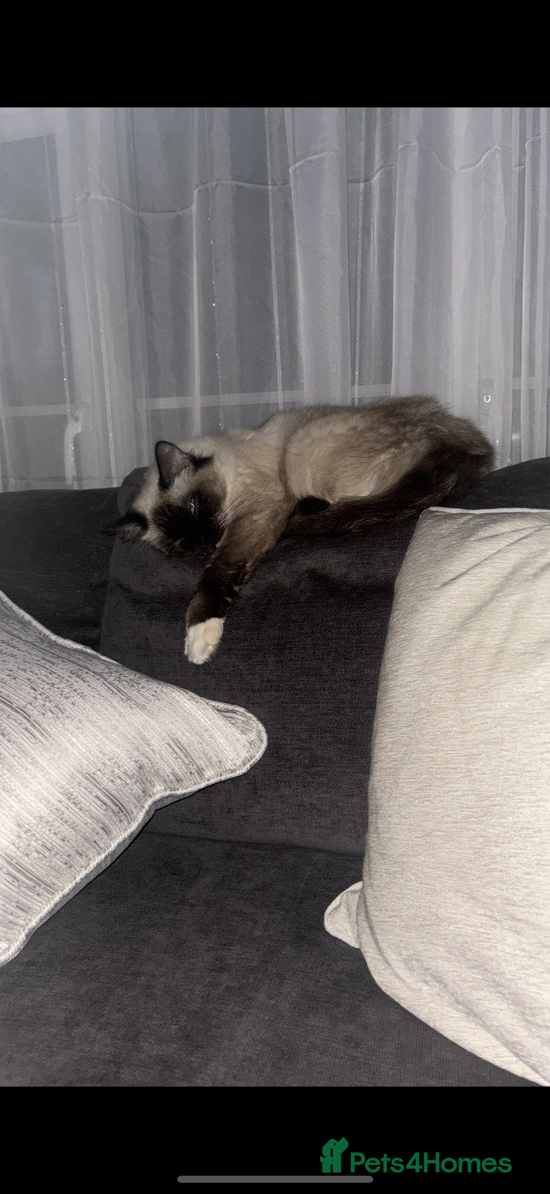 Ragcoon cats for sale: Ragcoon kittens Ready Now!  - Image 8