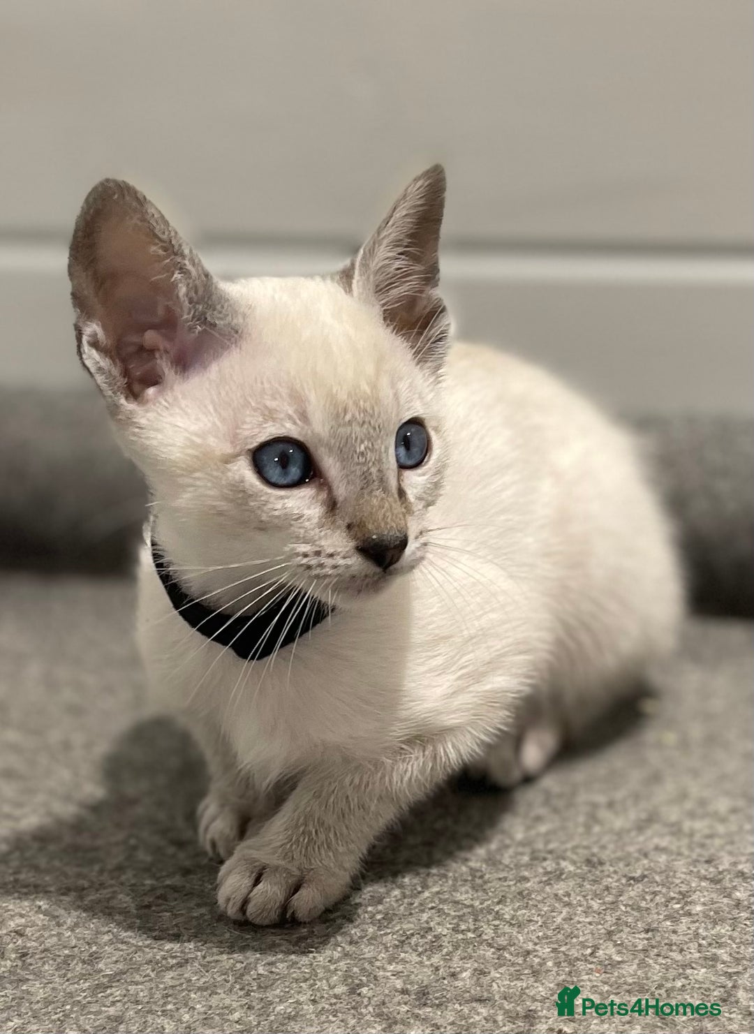 Siamese cats for sale: GCCF Registered Traditional Siamese Kittens.  - Image 22