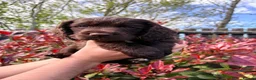 Cocker Spaniel dogs for sale: Last Working cocker Available RKC - Ready Now  - Advert 25
