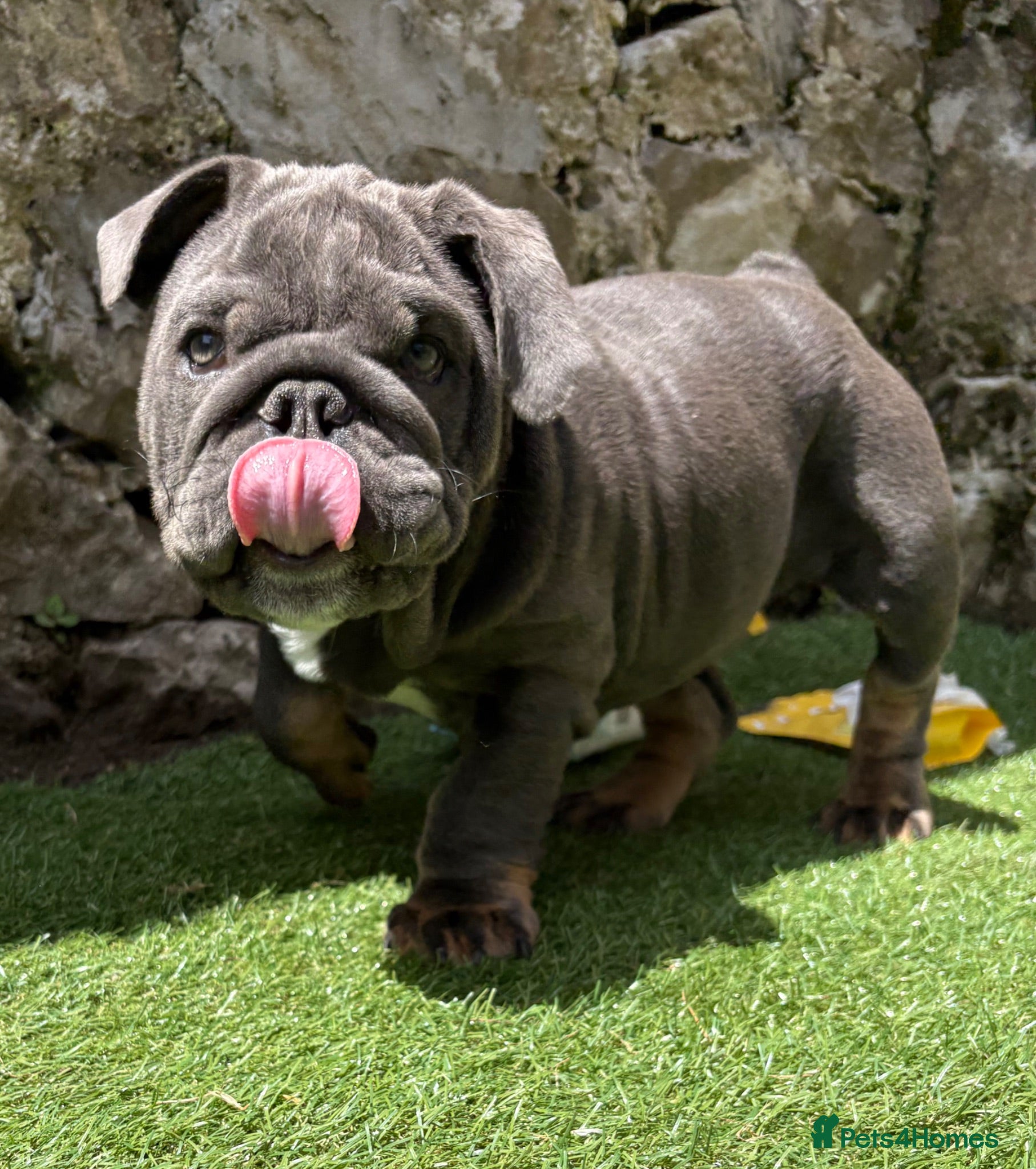 English Bulldog dogs Our last boy looking for his forever pet home 💙 - Advert 1