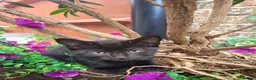 Domestic Shorthair cats for sale: Lovely kittens looking for home - Advert 12