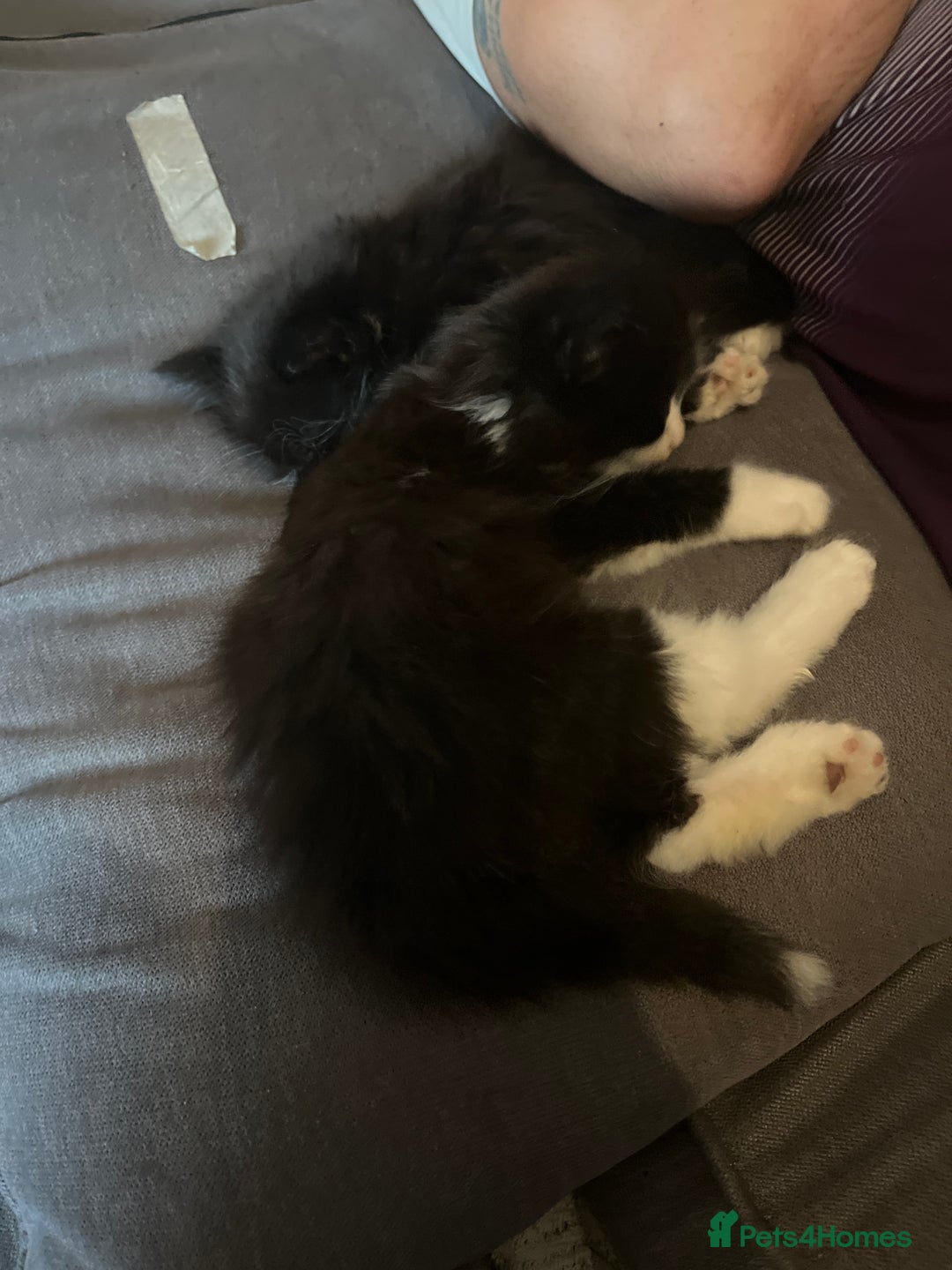 British Longhair cats for sale: 4 black and white kittens - Image 5