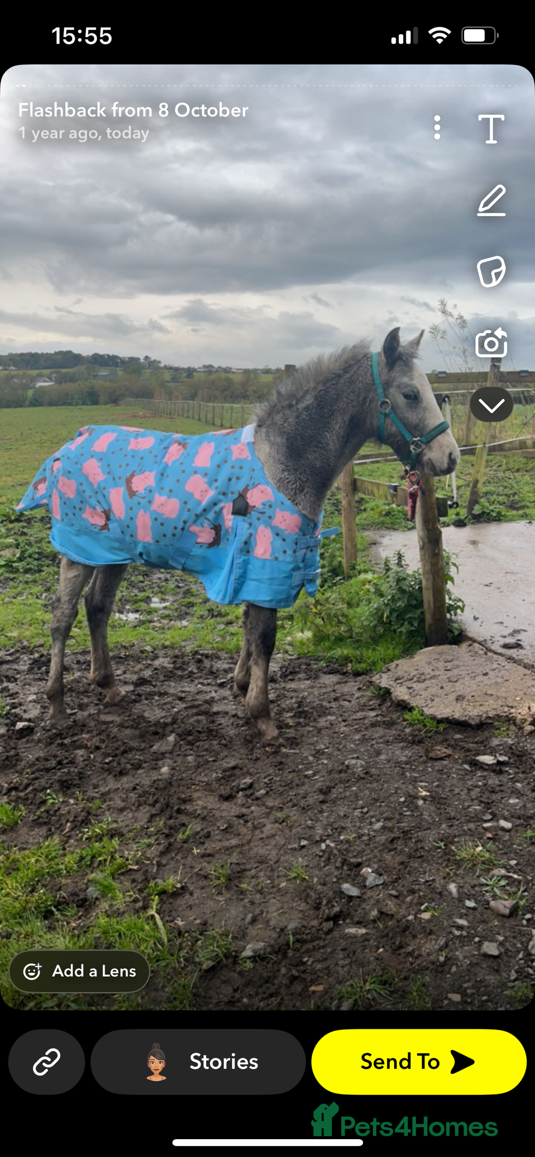 Appaloosa horses for sale: Cosmic Minstrel Gorgeous Gelding Rising 2 May 2026 - Advert 3