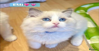 Ragdoll cats - Advert 6