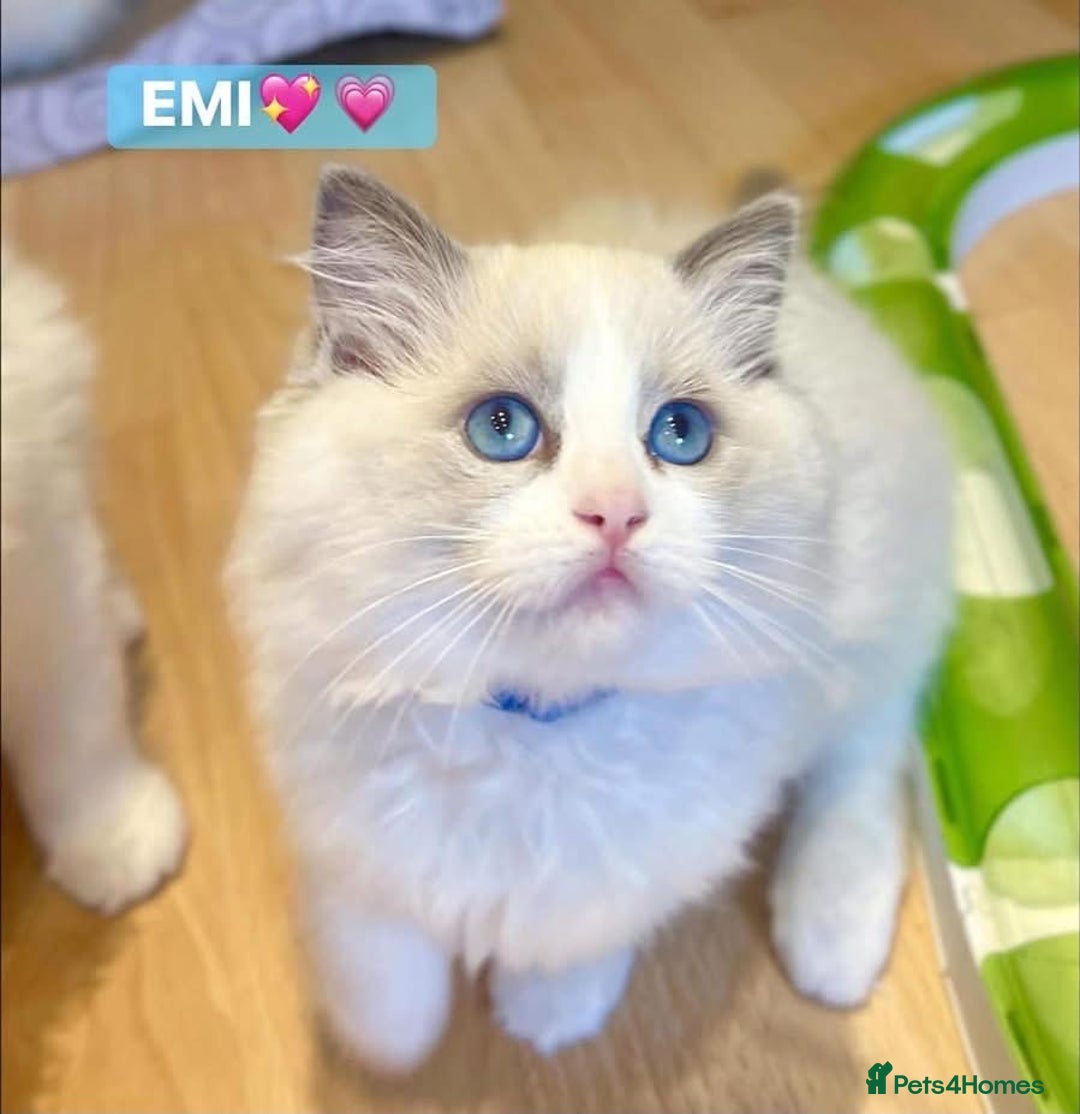 Ragdoll cats for sale: 💖Beautiful Ragdoll💖 Tica register  - Image 3